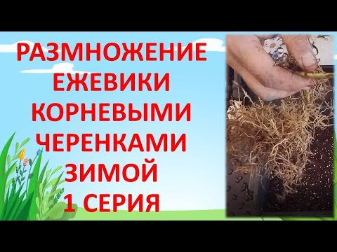 Видео: РАЗМНОЖЕНИЕ ЕЖЕВИКИ КОРНЯМИ ЗИМОЙ 1 СЕРИЯ. Как выращивать ежевику.