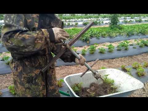 Видео: Удалитель старых кустов Клубники