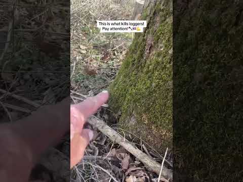 Видео: Это было близко, я почти попался... не стой возле дерева... #дерево