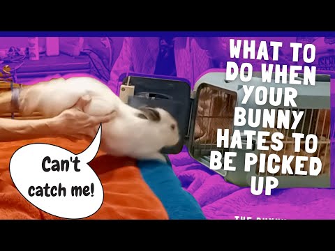Видео: КАК СТРИЖАТЬ КОГТИ КРОЛИКУ, КОТОРЫЙ НЕ ХОЧЕТ, ЧТОБЫ ЕГО БРАЛИ НА РУКИ