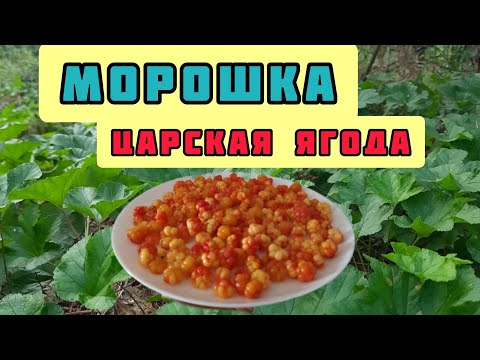 Видео: Морошка | Царская ягода | Болотный янтарь | Особенности сбора морошки .#морошка#ягода#лес#болото