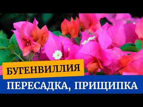 Видео: Пересадка бугенвиллии, прищипка бугенвиллии. Как можно формировать бугенвиллию
