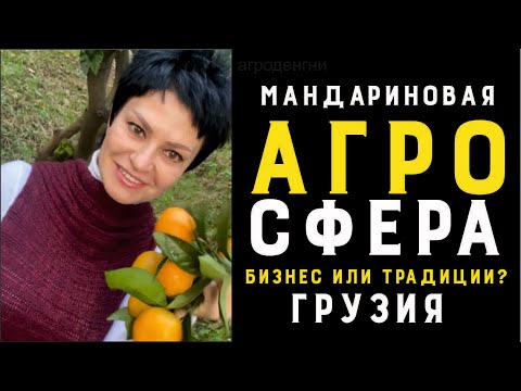 Видео: Капут бизнесу мандарин, Грузия, Батуми,хурма-чача, винный бункер , сбор урожая ! Мужские хобби