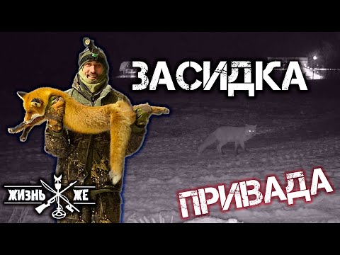 Видео: ОХОТА НА ПРИВАДЕ НА ЛИСУ! ПЯТЬ ЛИС В ОДНОМ РОЛИКЕ! УДАЧНАЯ ОХОТА ИЗ ЗАСИДКИ НА ЛИСУ!