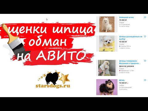 Видео: обман на АВИТО при покупке щенков померанского шпица