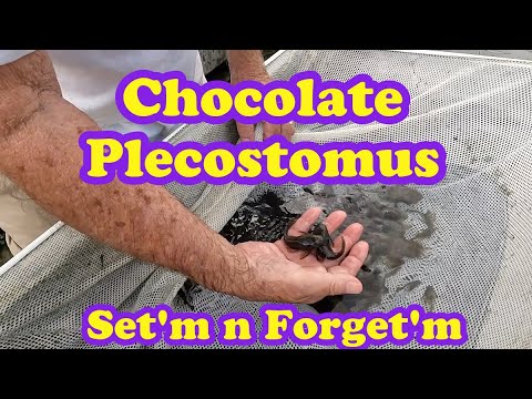 Видео: Шоколадный анциструс с ведущим селекционером Риком Биро на ферме по продаже экзотической рыбы во ...