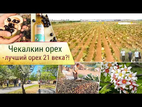 Видео: Чекалкин орех - лучший орех 21века?!