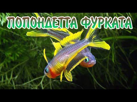 Видео: ПОПОНДЕТТА ФУРКАТА. СОДЕРЖАНИЕ И РАЗВЕДЕНИЕ В АКВАРИУМЕ