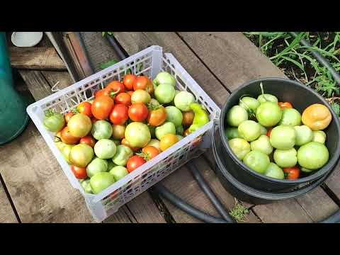 Видео: Простые радости деревни.Сбор урожая продолжается.