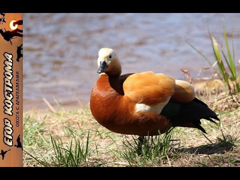 Видео: Охота на утку огаря (атайку).Применение удлинителя на ствол.