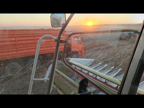 Видео: Уборка подсолнечника 🌻🌻🌻