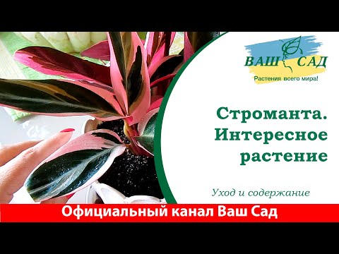 Видео: Строманта. Очень интересно. Ваш сад