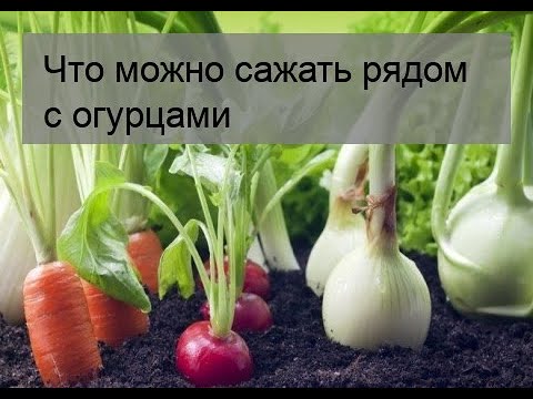 Видео: Что можно сажать рядом с огурцами