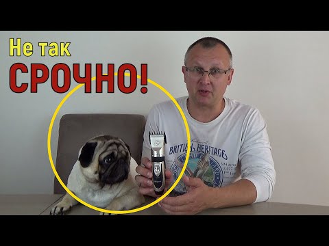 Видео: Пёс Кокос ВОЗВРАЩАЕТСЯ !!! Жизнь с МОПСОМ.