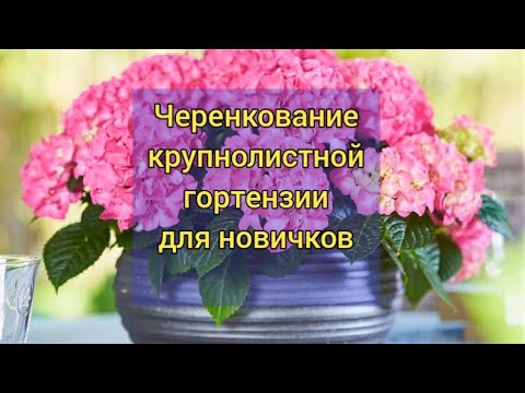 Видео: Как  быстро размножить гортензию?? 🌱Подробно для новичков! 👍