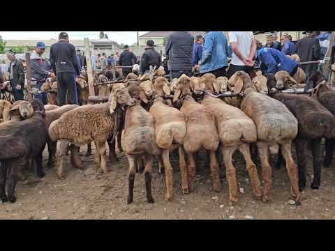 Видео: Молбозори Исфара.5 Май 2024г. Оча Бача Ва Бугузхо Наздик Гучфандхо
