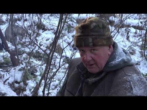 Видео: Охота с лайками на лося в Пермском крае у Даровских Андрея