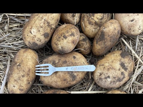 Видео: Картофель 2023 , 🥔🥔🥔рос в грядке урожай отличный , 15 сентября 23 год .