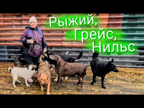 Видео: Рыжий, собака без нижней челюсти Грейс и привет Нильса