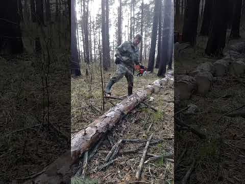 Видео: Мотоблок рысь 7л/с проходит испытания😁