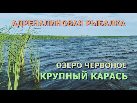 Видео: КРУПНЫЙ КАРАСЬ на озере Червоное | Мы НЕ ОЖИДАЛИ такого результата!!! | Рыбалка в Беларуси