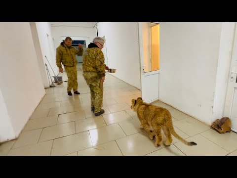 Видео: Я с львенком  Симбой бегаю НА ПЕРЕГОНКИ и он меня ОБГОНЯЕТ, вот молодец!