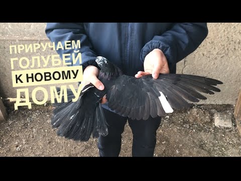 Видео: Как приручить голубя к новому дому/ Николаевские голуби Андрея Животовского/