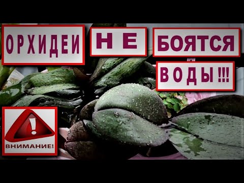 Видео: ЭТО ТО, ЧТО НУЖНО ВАШЕЙ ОРХИДЕЕ! ТРИ СОСТАВЛЯЮЩИХ УСПЕХА ВЫРАЩИВАНИЯ, САМЫЙ ПРОСТОЙ ПОЛИВ ОРХИДЕЙ!