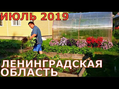 Видео: В ГОСТЯХ у нас на ОГОРОДЕ ИЮЛЬ ЛЕНИНГРАДСКАЯ ОБЛАСТЬ