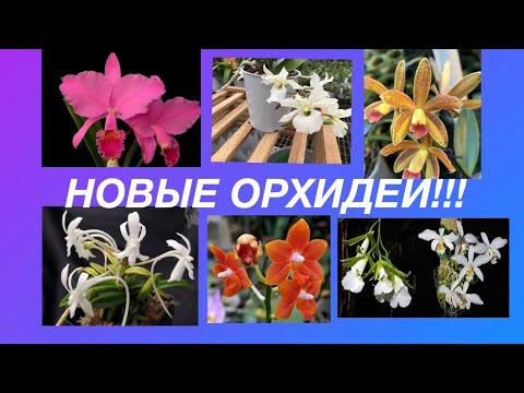 Видео: НОВИНКИ! Мой орхидейный,,детский сад,,Часть 2. И один из регионов моей страны!