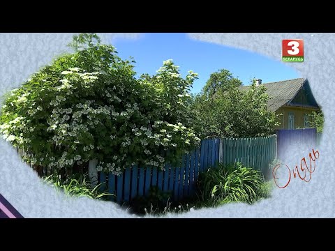 Видео: НАПЕРАД У МІНУЛАЕ. Госць - арт-гурт "Багач".  Выпуск ад 09.06.2024