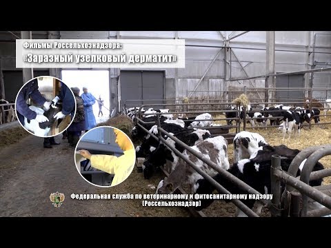 Видео: Заразный узелковый дерматит