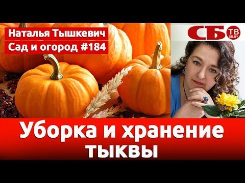 Видео: Уборка и хранение тыквы – запасаем урожай на зиму
