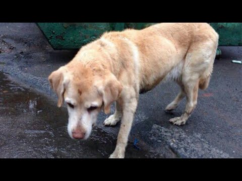 Видео: 🐶🐶/Он был никому не нужен и вдруг случилось невероятное//История из жизни/