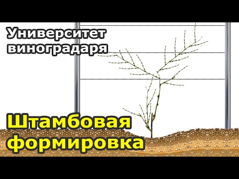 Видео: 8. Штамбовая Формировка Винограда