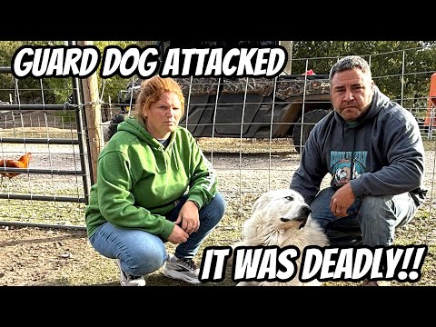 Видео: Эта трагедия ранила нашу семью! У нас нет выбора. Он должен уйти! Пока-пока!