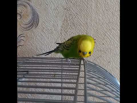 Видео: Нарешті дочекався Лайму з люстри...