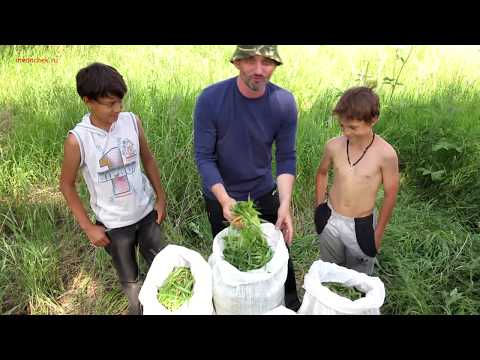 Видео: Кипрей Иван-чай, копорский чай, как приготовить.