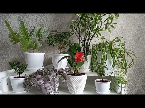 Видео: Мои комнатные растения в апреле 2021 Часть 2