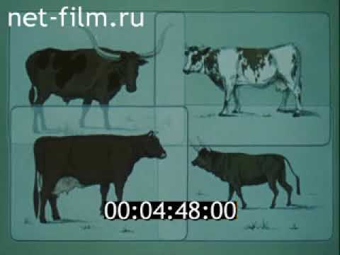 Видео: Генетика сельскохозяйственных животных  - часть 1