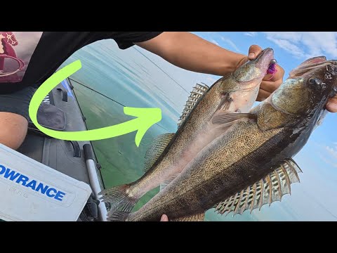Видео: !!! ТОП ПРИМАНКИ !!! Підкорюють апарати ОДИН за ОДНИМ / Рибалка на СУДАКА