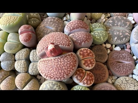 Видео: Литопсы/ Lithops. На какую глубину сажать литопсы? 05.11.2023.