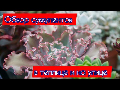 Видео: Обзор суккулентов и кактусов в теплице и на улице. 22 июня 2025 г