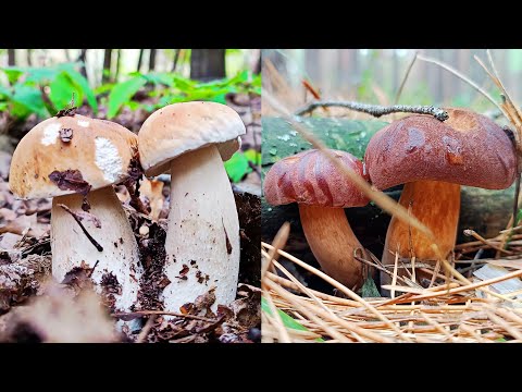 Видео: ГРИБНИЙ БАТЛ 🍄 Білий чи Польський — хто переміг?!