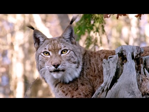 Видео: Дикая Франция, какой вы ее никогда не видели. В самом сердце дикой природы Франции.