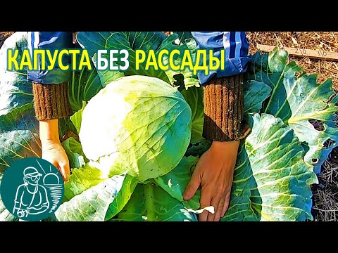 Видео: 🌱 Выращивание капусты без рассады в открытом грунте по технологии Гордеевых