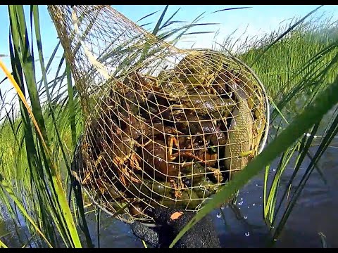 Видео: Как поймать рака в камышах