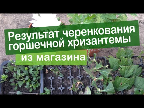 Видео: Результат черенкования горшечной хризантемы из магазина