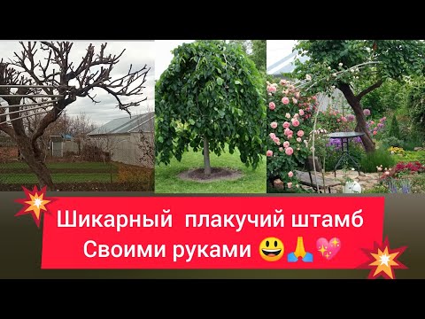 Видео: Как сделать красивый плакучий штамб из любого дерева😃🌴😍!!! Только секатором 😉👍👍👍