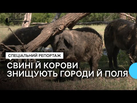 Видео: У селі на Кіровоградщині свині й корови нищать чужі городи й поля. Як пояснює власник тварин